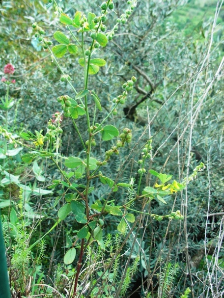 Trigonella elegans(= Melilotus elegans) / Meliloto elegante
